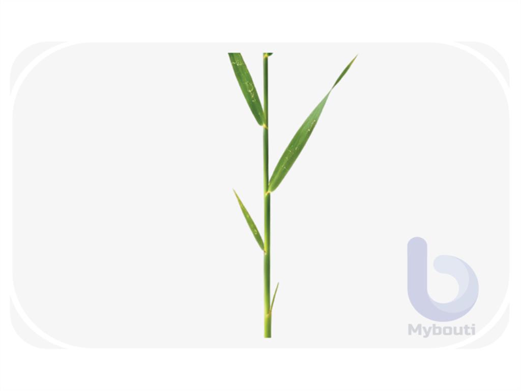 reed